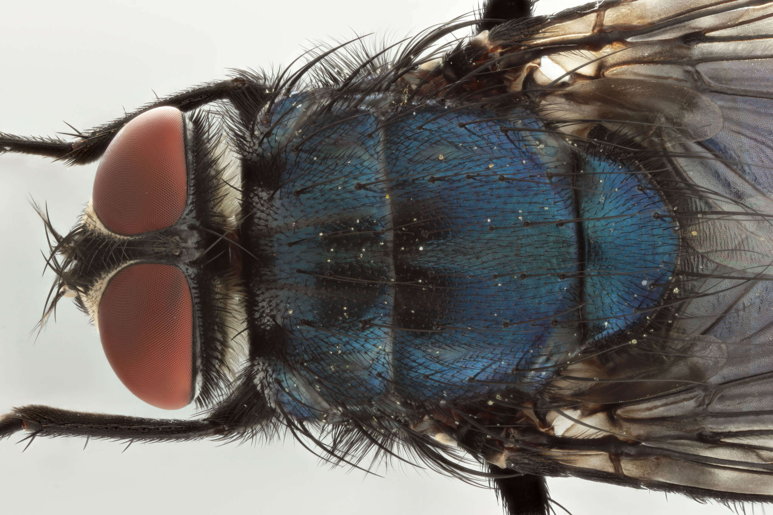 Protocalliphora azurea (Fallen 1817)的圖片