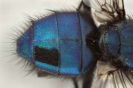 Protocalliphora azurea (Fallen 1817)的圖片