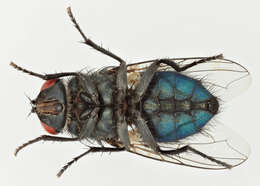 Protocalliphora azurea (Fallen 1817)的圖片