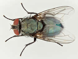 Protocalliphora azurea (Fallen 1817)的圖片