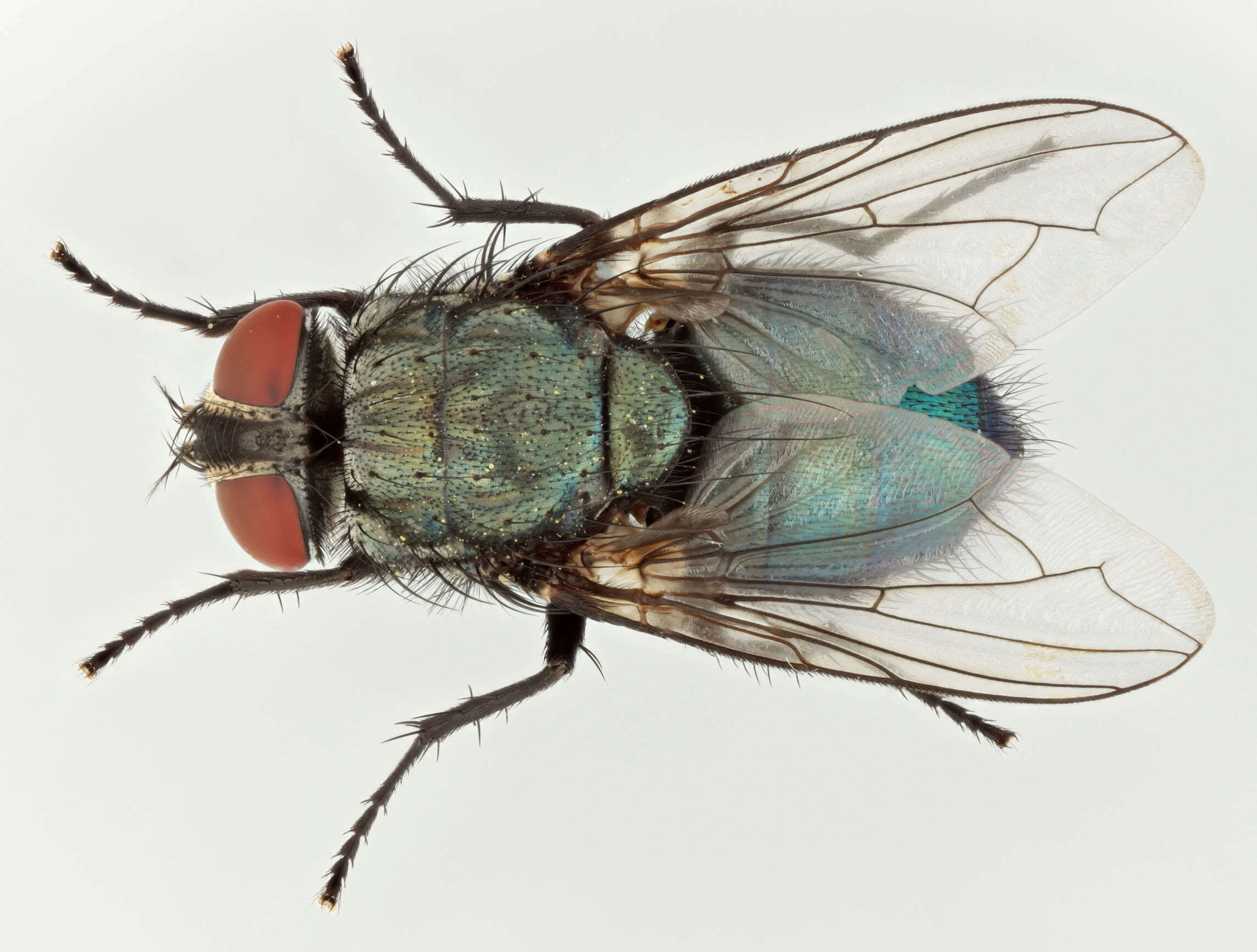 Protocalliphora azurea (Fallen 1817)的圖片