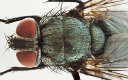 Protocalliphora azurea (Fallen 1817)的圖片