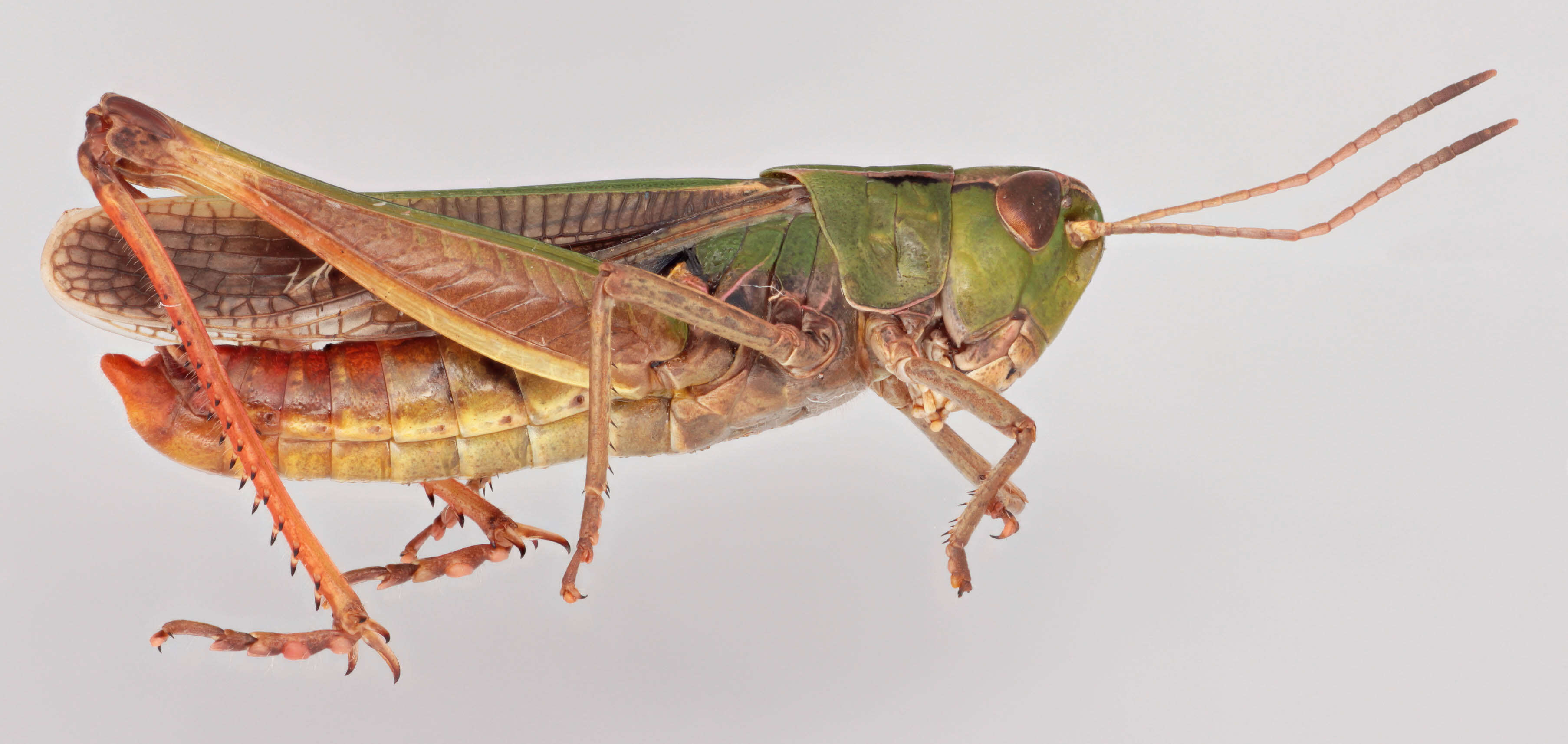 Image of Common green grasshopper