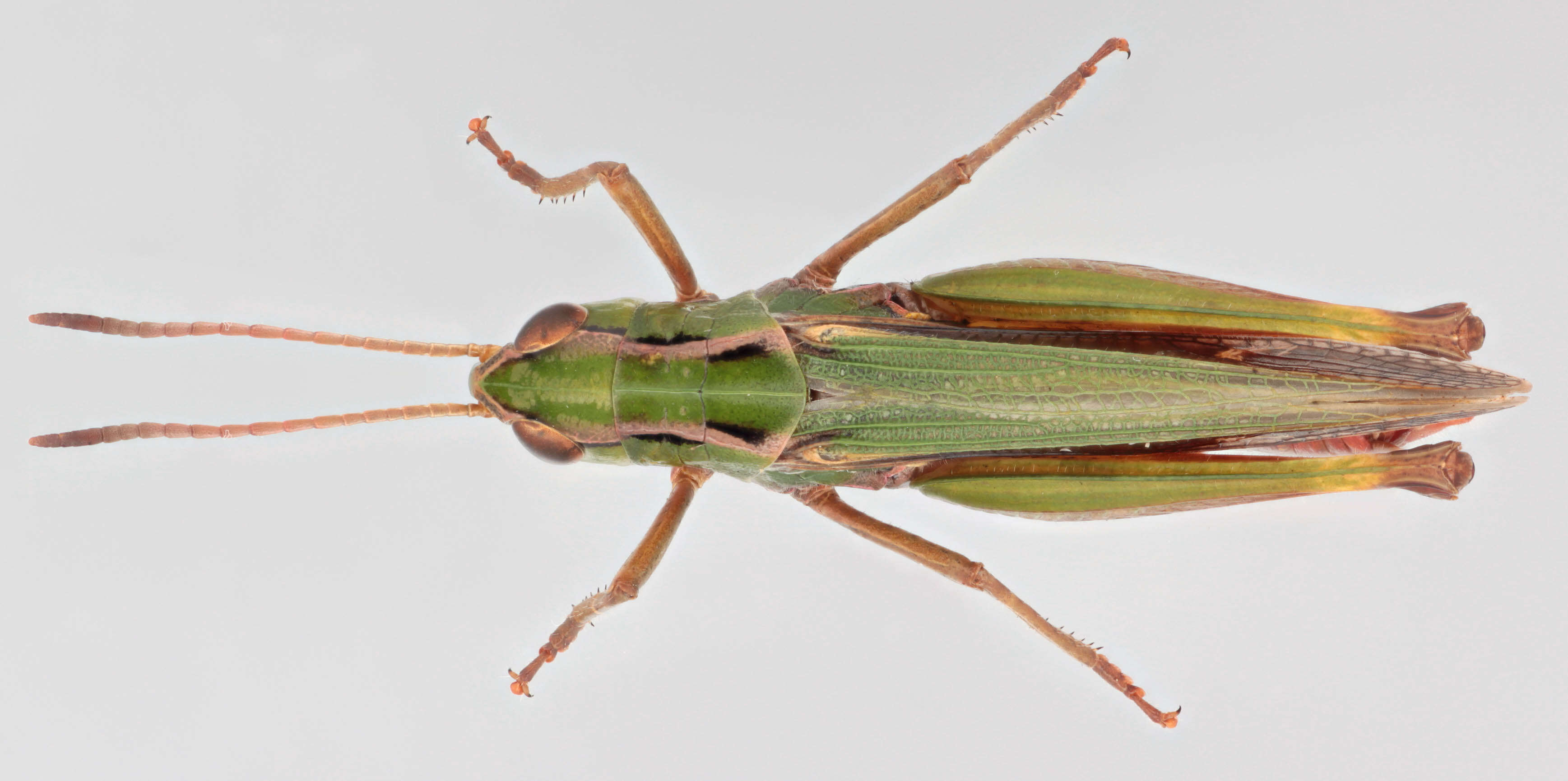 Image of Common green grasshopper