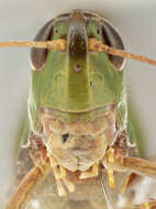 Image of Common green grasshopper