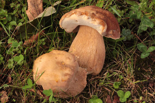 Image of summer cep