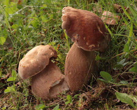 Image of summer cep