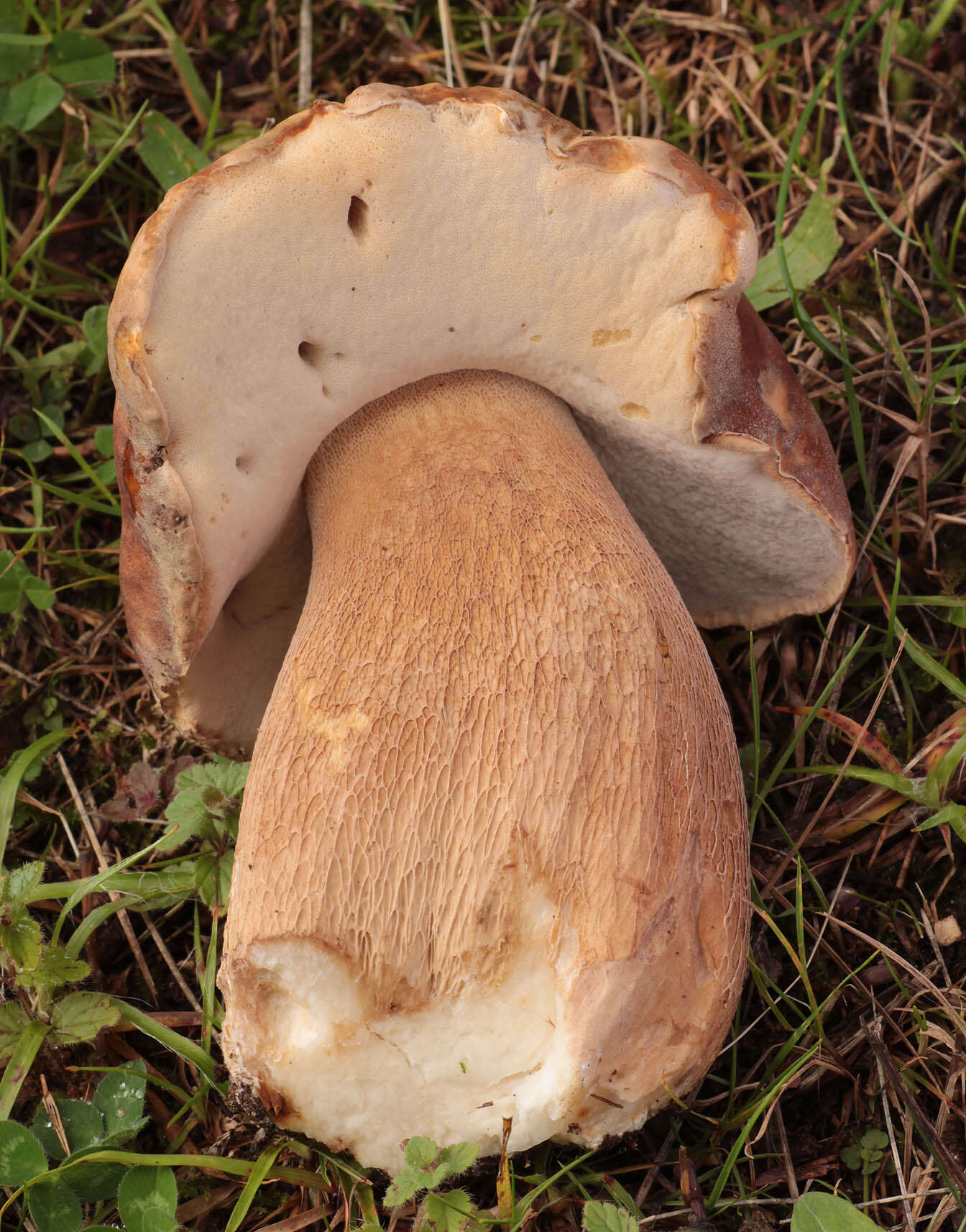 Image of summer cep