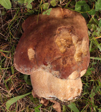 Image of summer cep