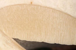 Image of summer cep