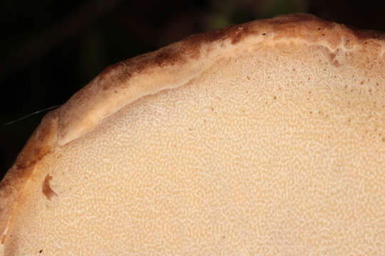 Image of summer cep