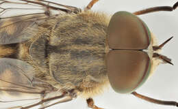 Image of Tabanus bromius Linnaeus 1758