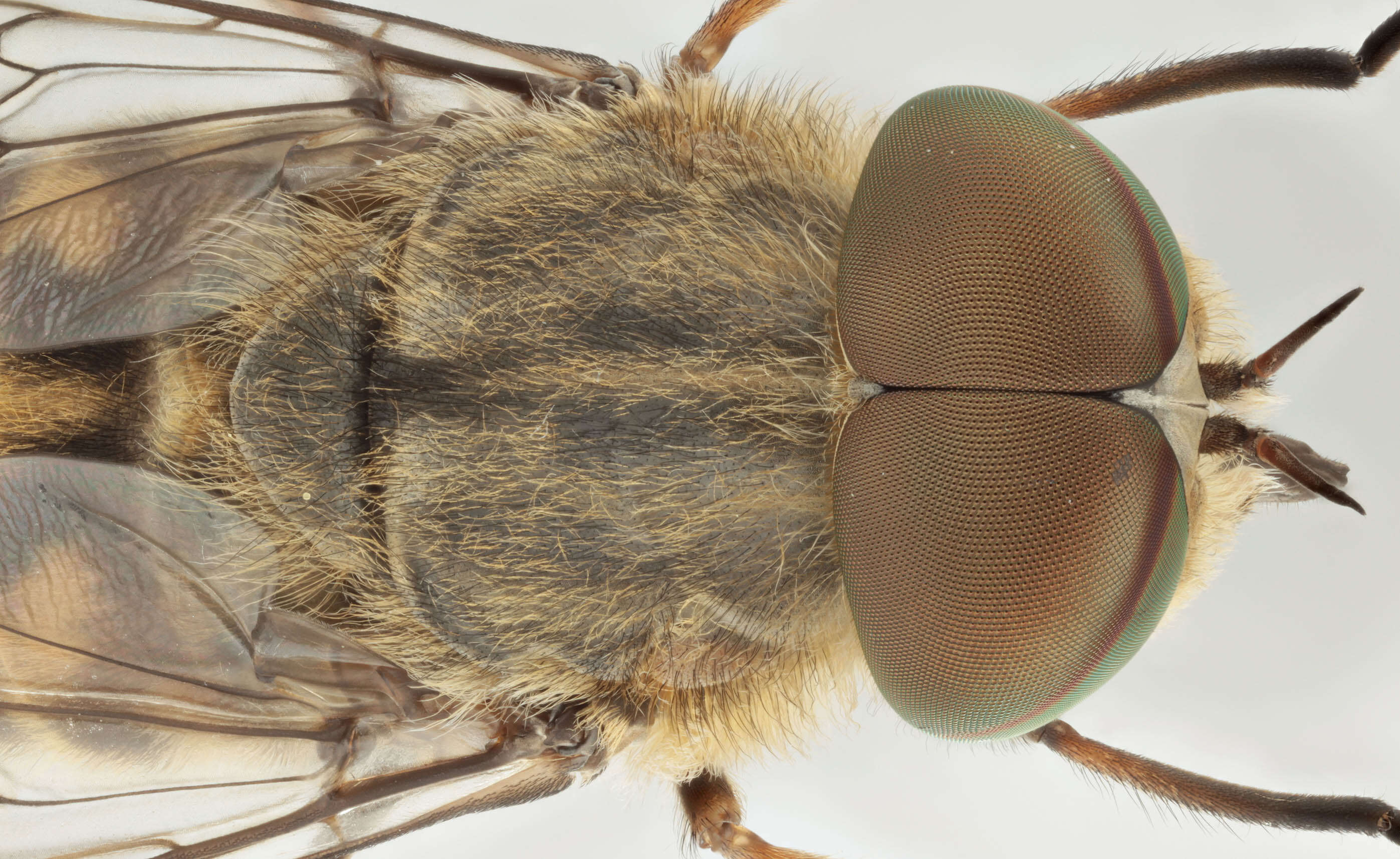 Image of Tabanus bromius Linnaeus 1758