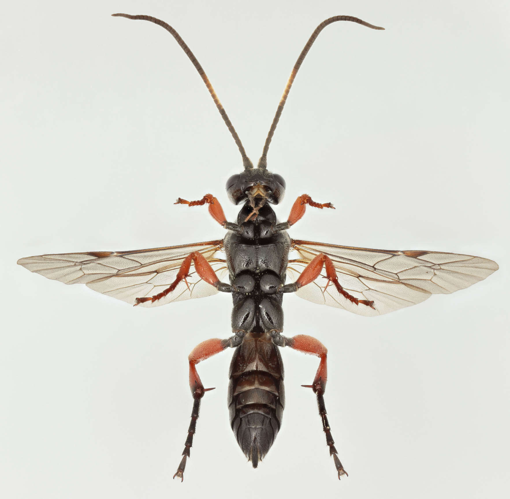 Image of Virgichneumon maculicauda (Perkins 1953)