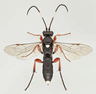 Virgichneumon maculicauda (Perkins 1953)的圖片