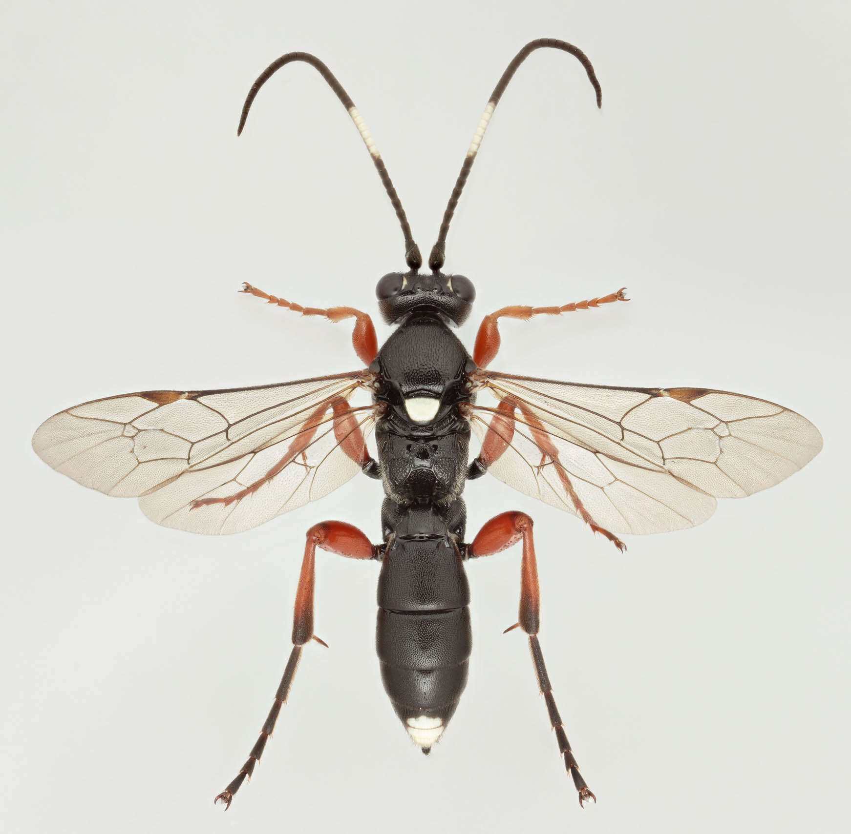 Image of Virgichneumon maculicauda (Perkins 1953)