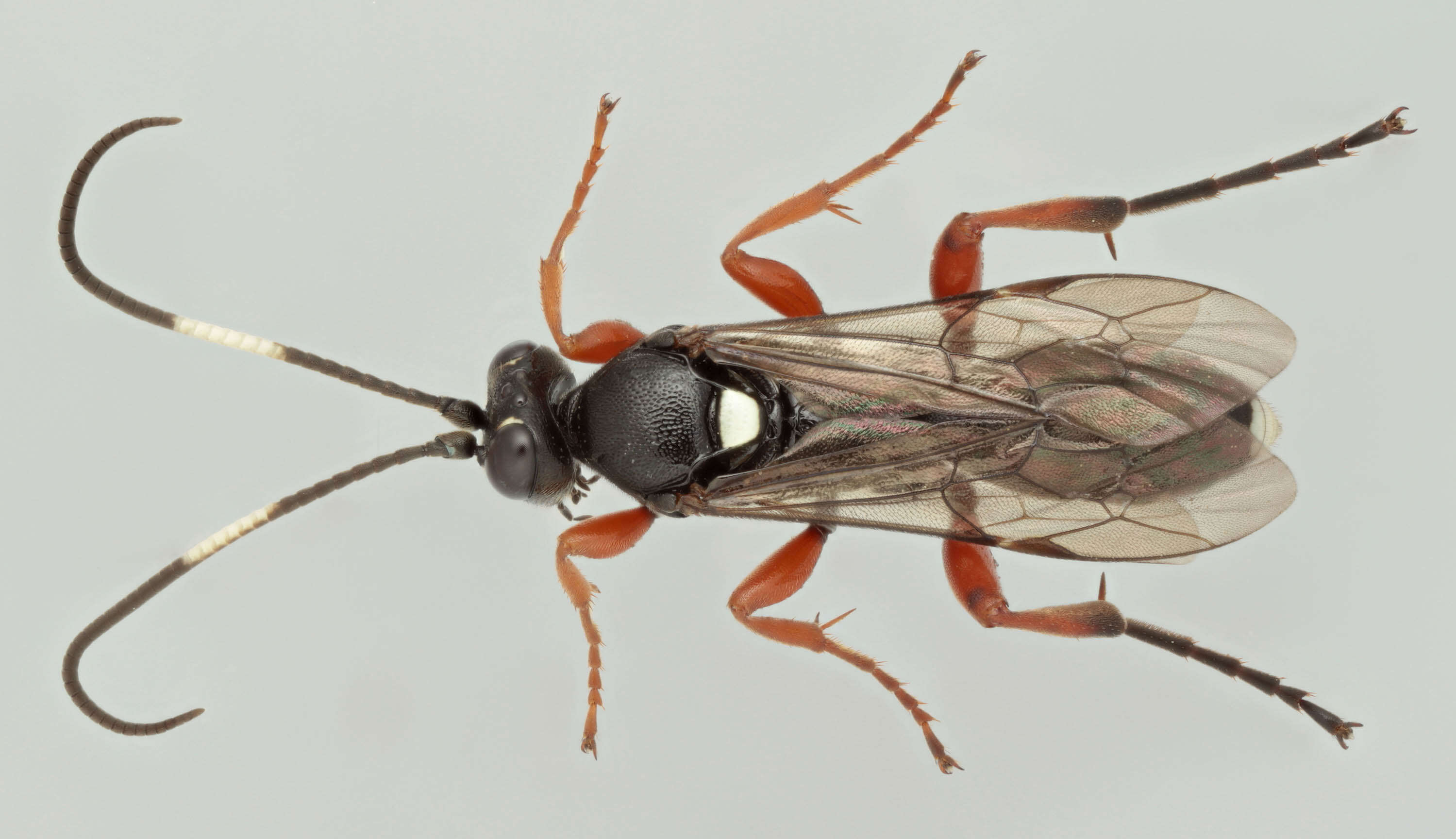 Virgichneumon maculicauda (Perkins 1953)的圖片