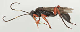 Virgichneumon maculicauda (Perkins 1953)的圖片