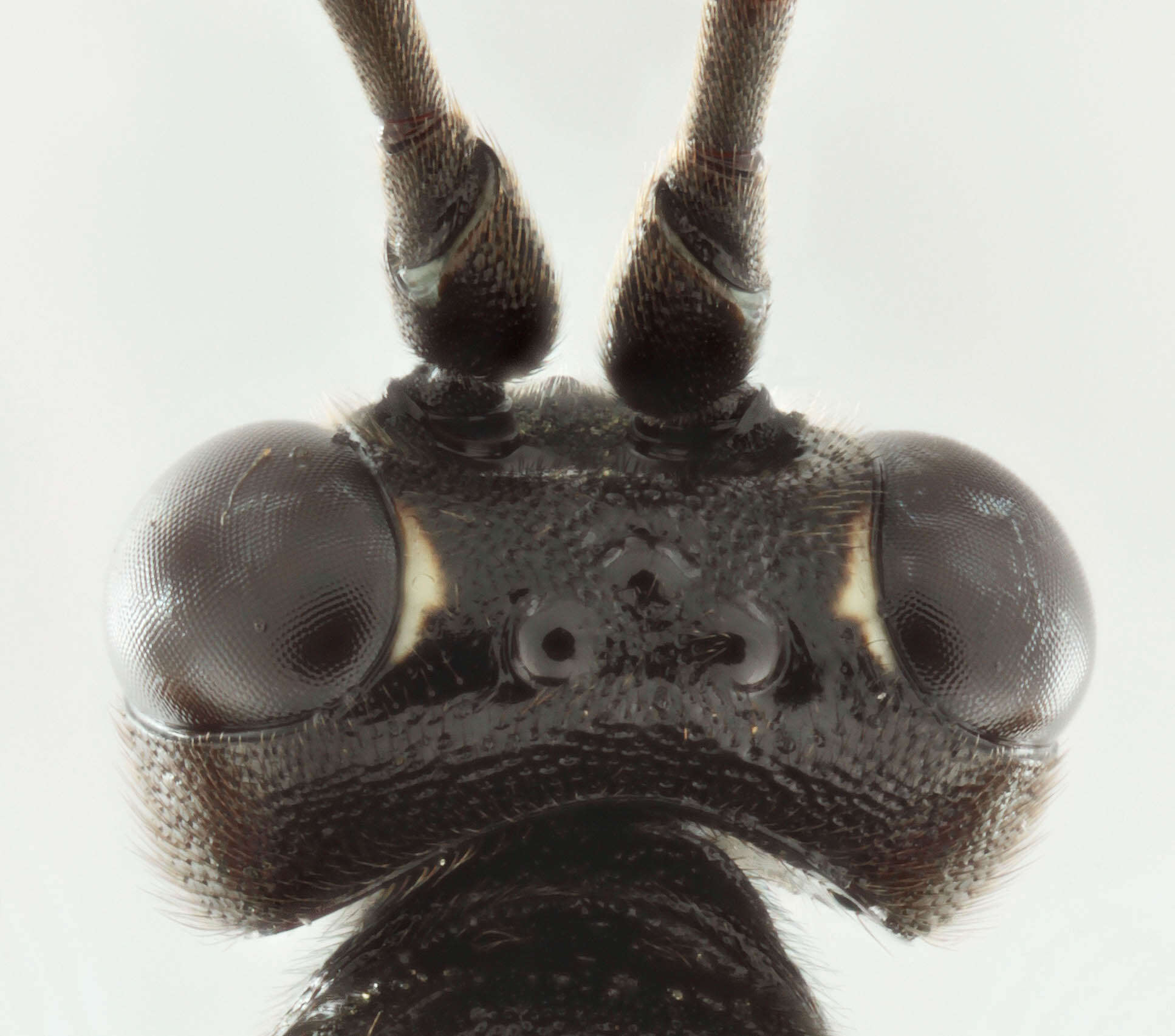 Virgichneumon maculicauda (Perkins 1953)的圖片