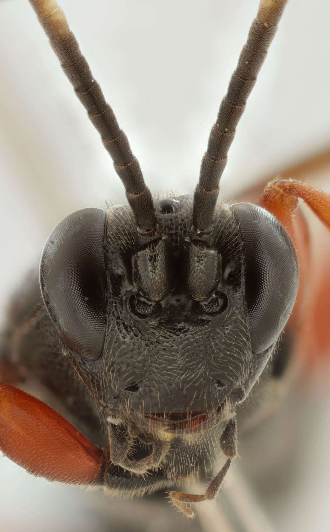 Image of Virgichneumon maculicauda (Perkins 1953)