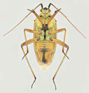 Image of Calocoris roseomaculatus (De Geer 1773)