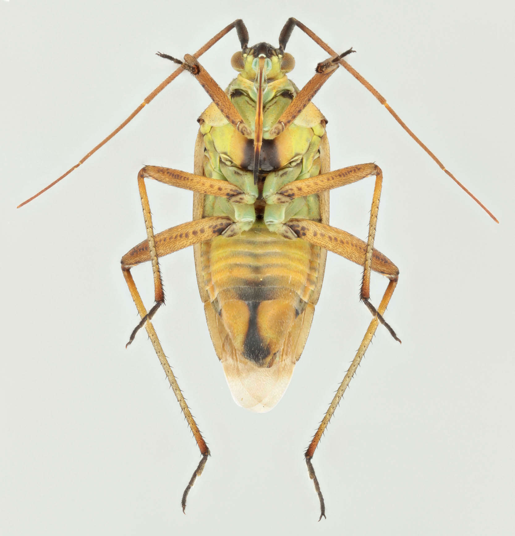 Image of Calocoris roseomaculatus (De Geer 1773)