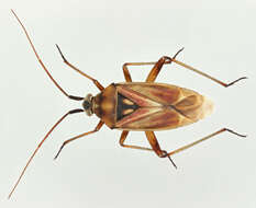 Image of Calocoris roseomaculatus (De Geer 1773)