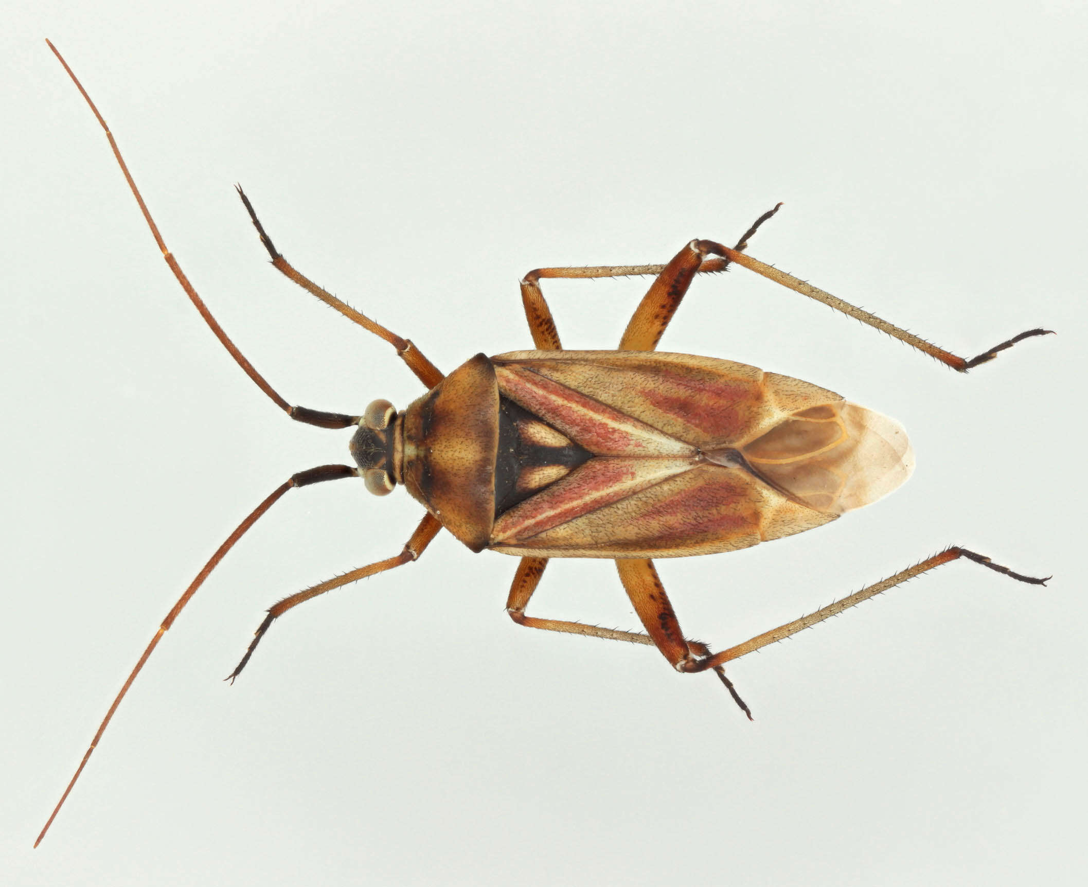 Image of Calocoris roseomaculatus (De Geer 1773)