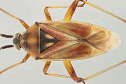 Image of Calocoris roseomaculatus (De Geer 1773)