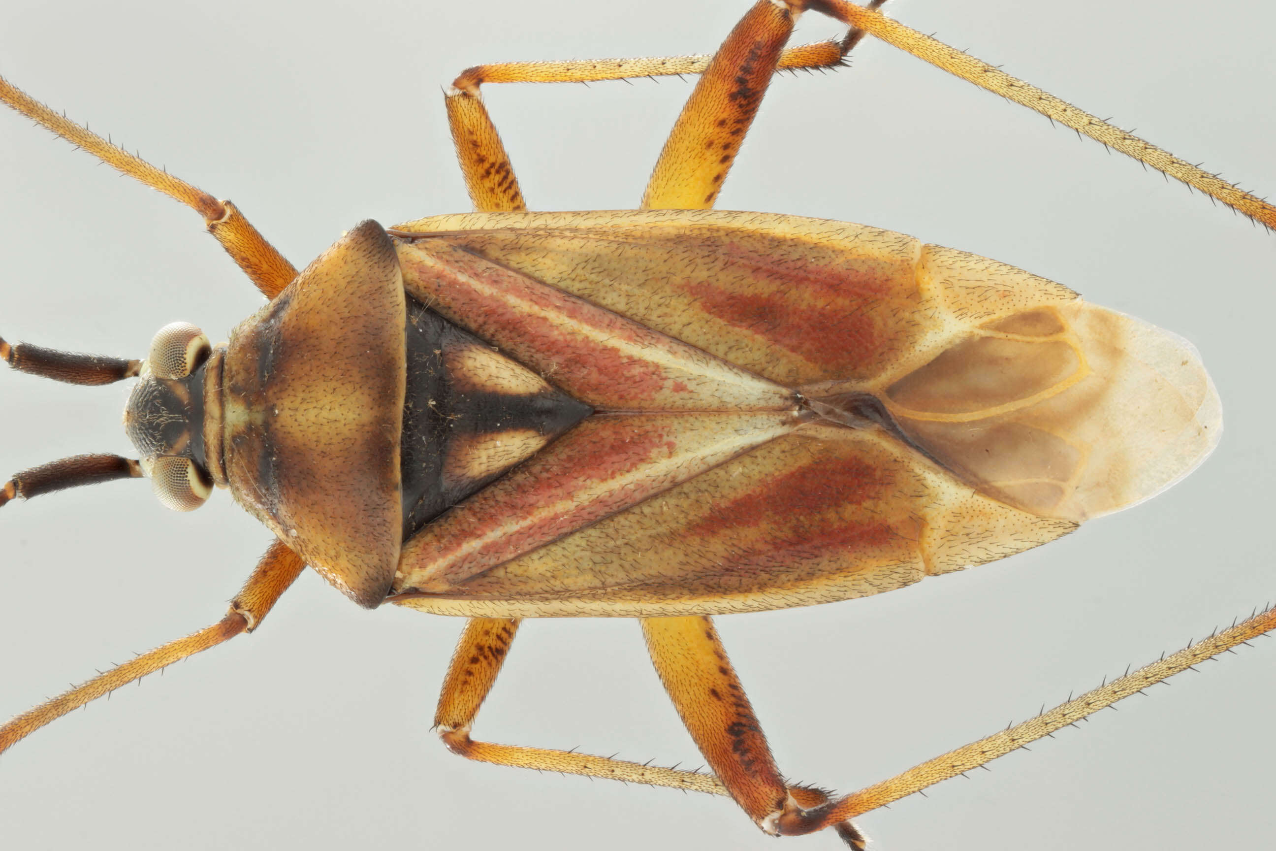 Image of Calocoris roseomaculatus (De Geer 1773)