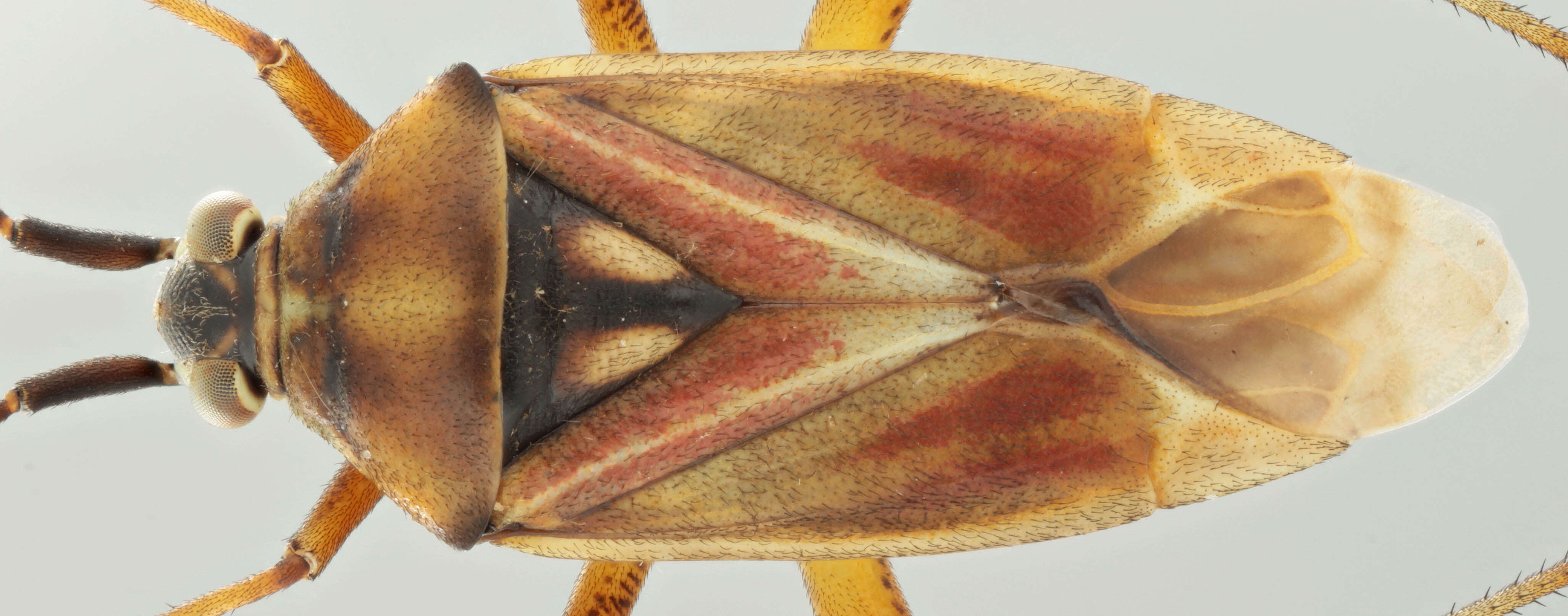 Image of Calocoris roseomaculatus (De Geer 1773)