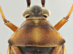 Image of Calocoris roseomaculatus (De Geer 1773)