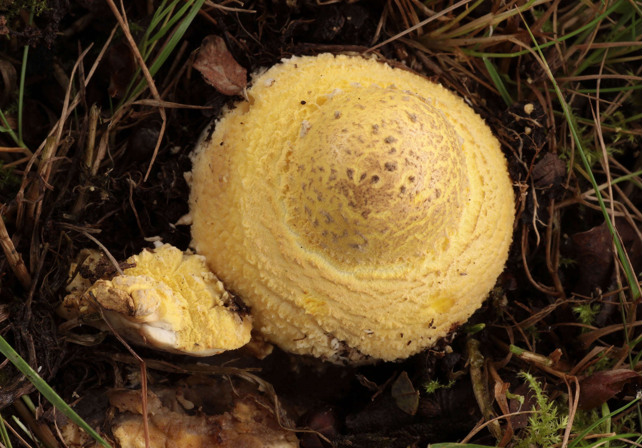 Image of Amanita franchetii (Boud.) Fayod 1889