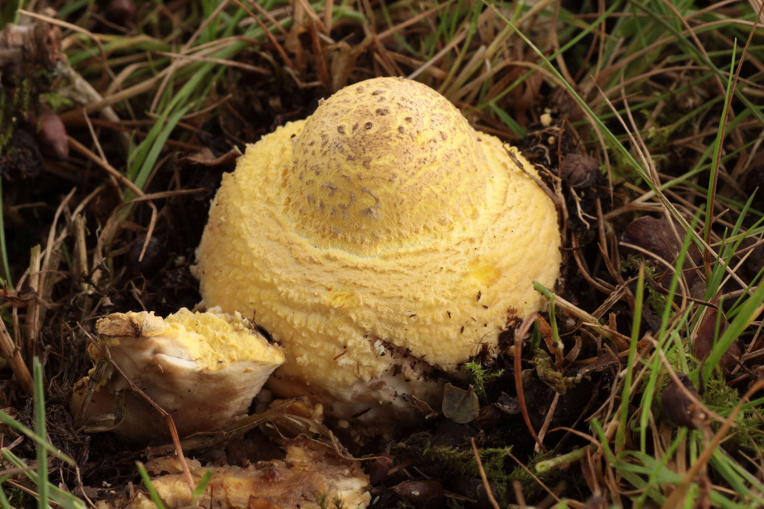 Image of Amanita franchetii (Boud.) Fayod 1889