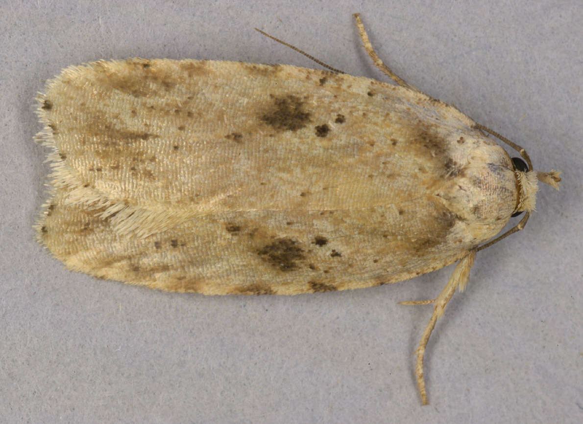 Image of Agonopterix arenella Denis & Schiffermüller 1775