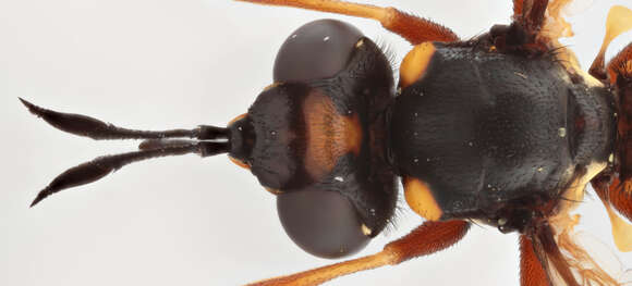 Image of Conops quadrifasciatus De Geer 1776