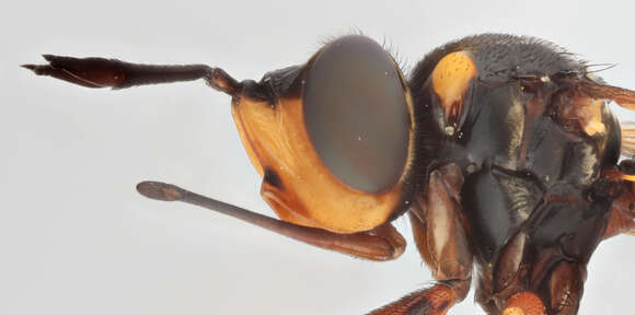 Image of Conops quadrifasciatus De Geer 1776