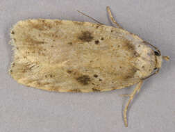 Image of Agonopterix arenella Denis & Schiffermüller 1775