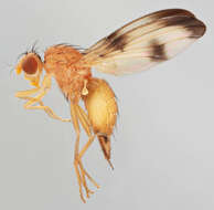 Image of Palloptera trimacula (Meigen 1826)