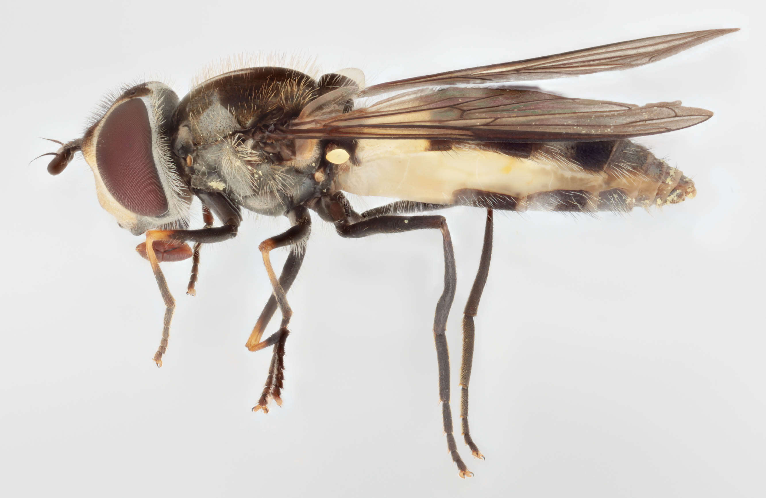 Leucozona laternaria (Muller 1776) resmi