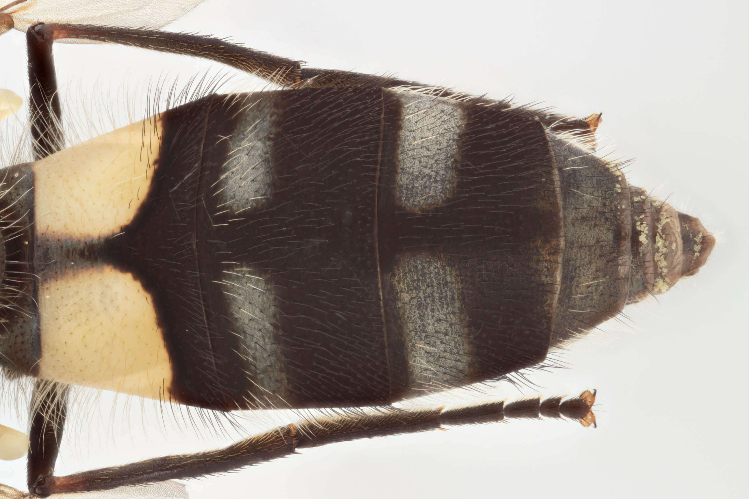 Leucozona laternaria (Muller 1776) resmi