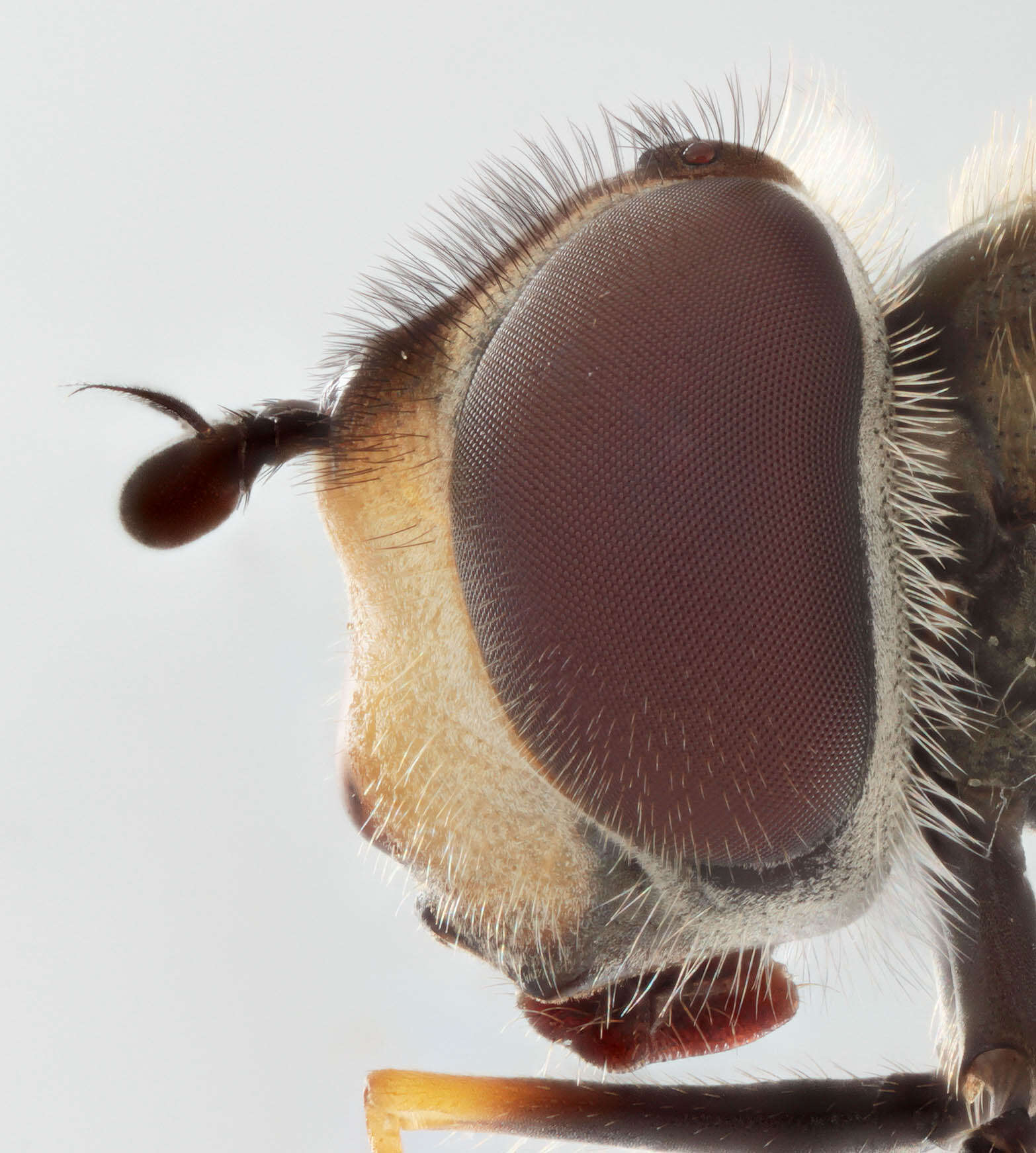 Leucozona laternaria (Muller 1776) resmi