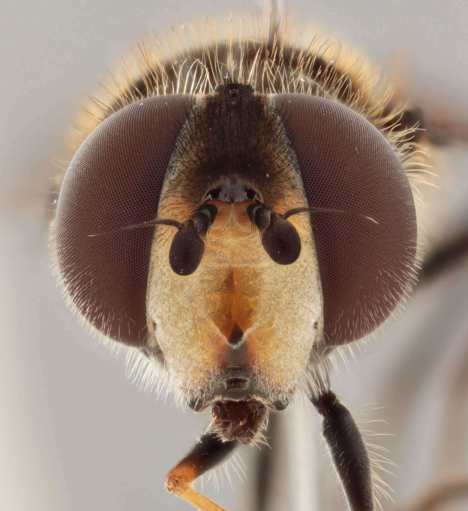 Leucozona laternaria (Muller 1776) resmi