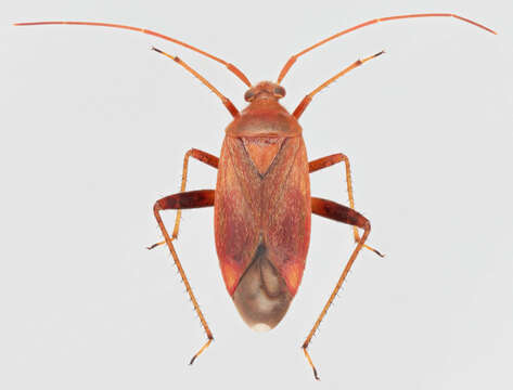 Image of Adelphocoris ticinensis (Meyer-Dur 1843)