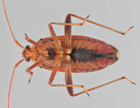 Image of Adelphocoris ticinensis (Meyer-Dur 1843)