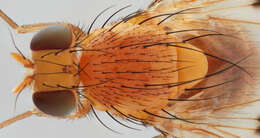 Image of Homoneura notata (Fallen 1820)