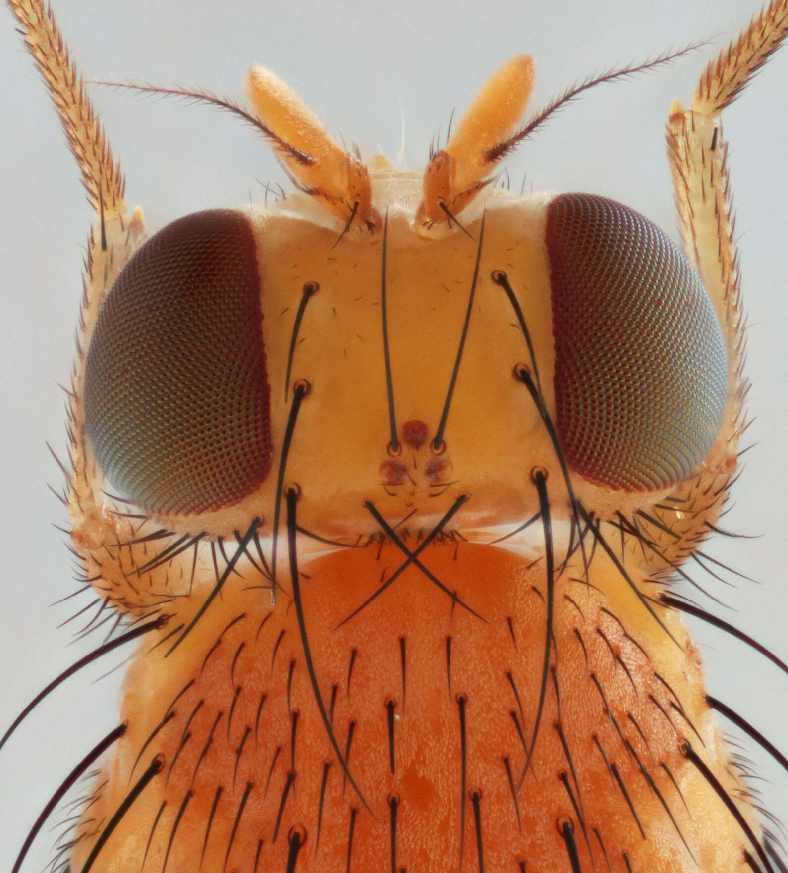 Image of Homoneura notata (Fallen 1820)