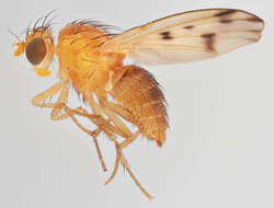 Image of Homoneura notata (Fallen 1820)