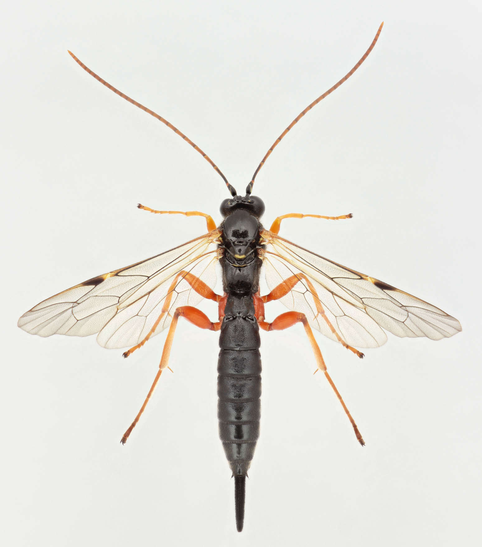 Image of Apechthis compunctor (Linnaeus 1758)