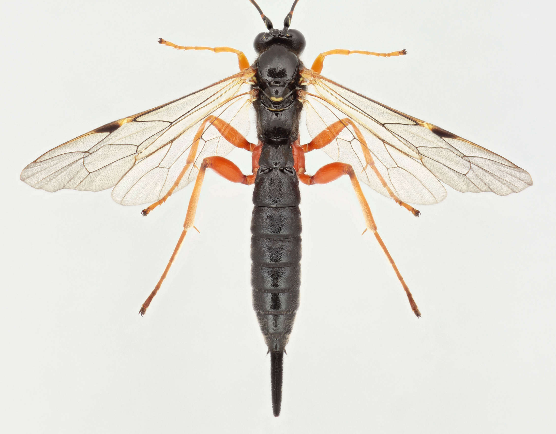 Image of Apechthis compunctor (Linnaeus 1758)